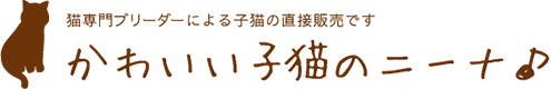 広島でマンチカン・ミヌエットの子猫販売｜かわいい子猫のニーナ