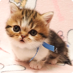 ミヌエットについて