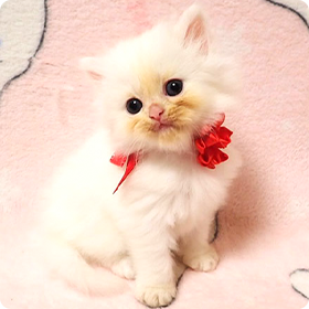 ミヌエットの毛や外見の特徴