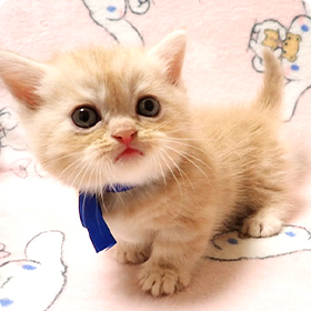 ミヌエットの性格について