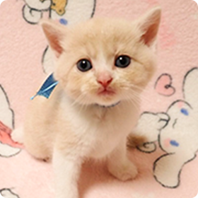 マンチカンの毛や外見の特徴