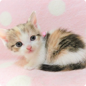 マンチカンの性格について