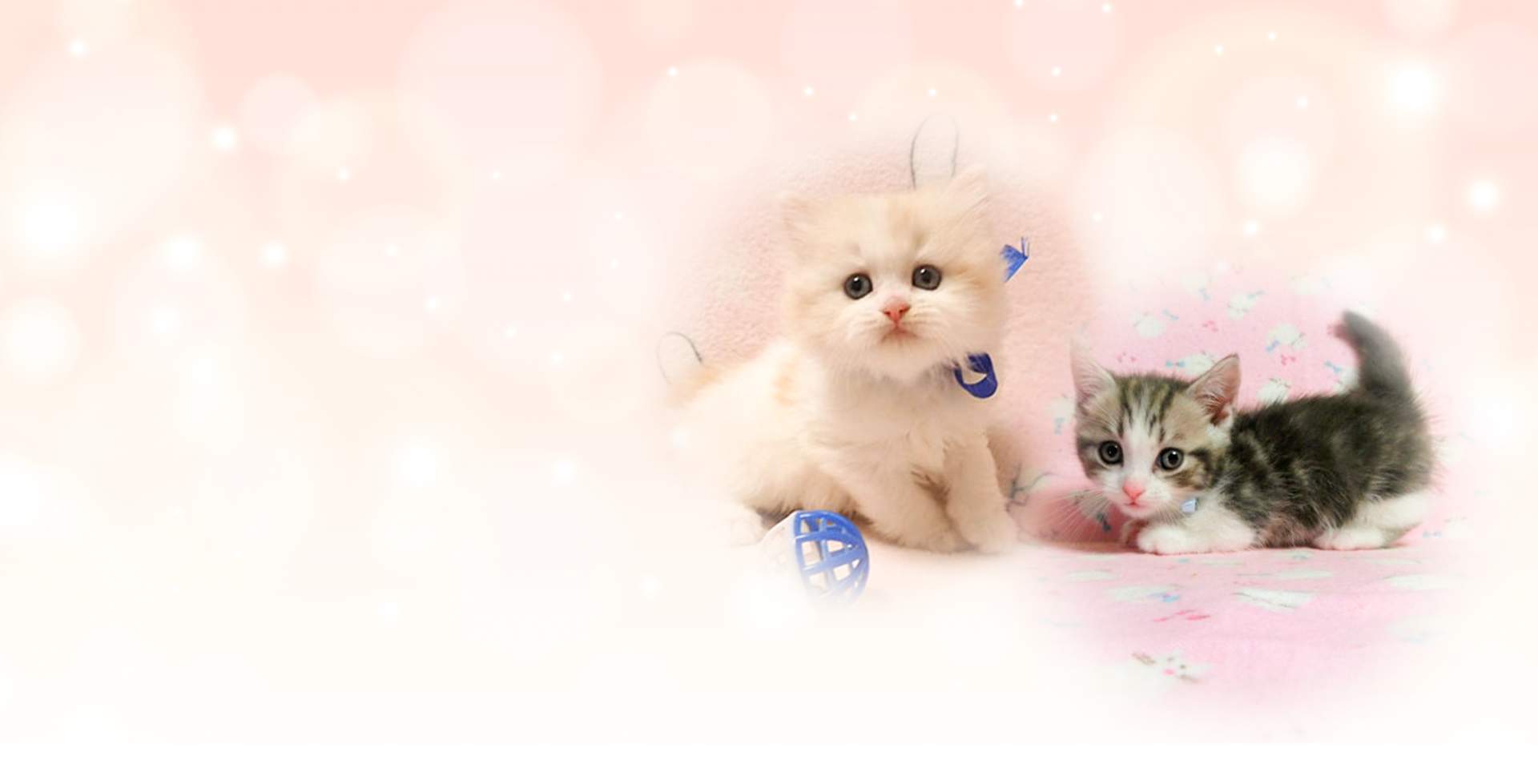 可愛らしい子猫たち