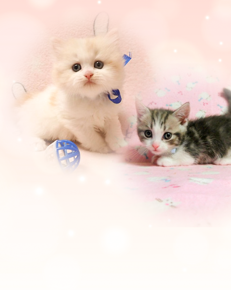 可愛らしい子猫たち