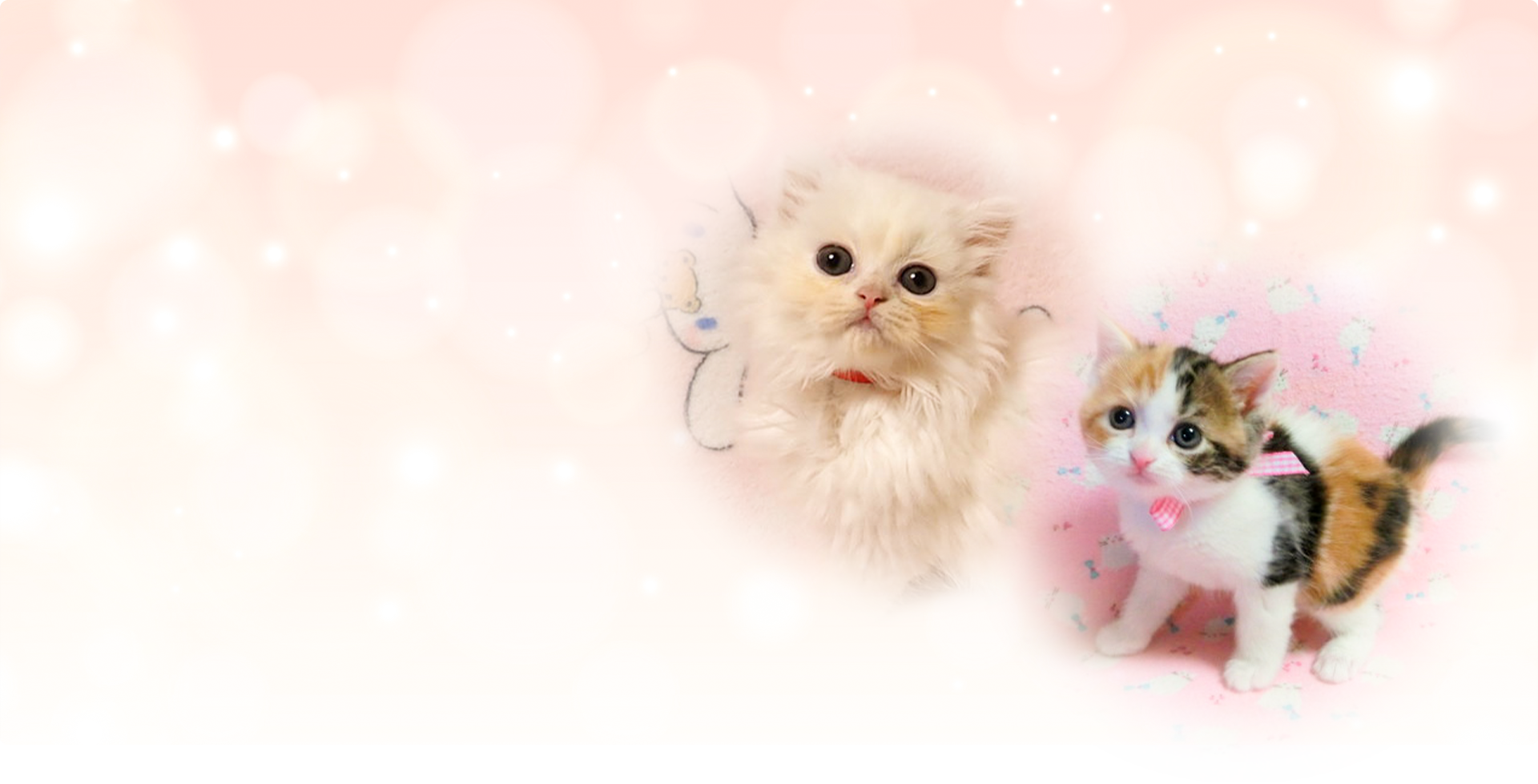 可愛らしい子猫たち