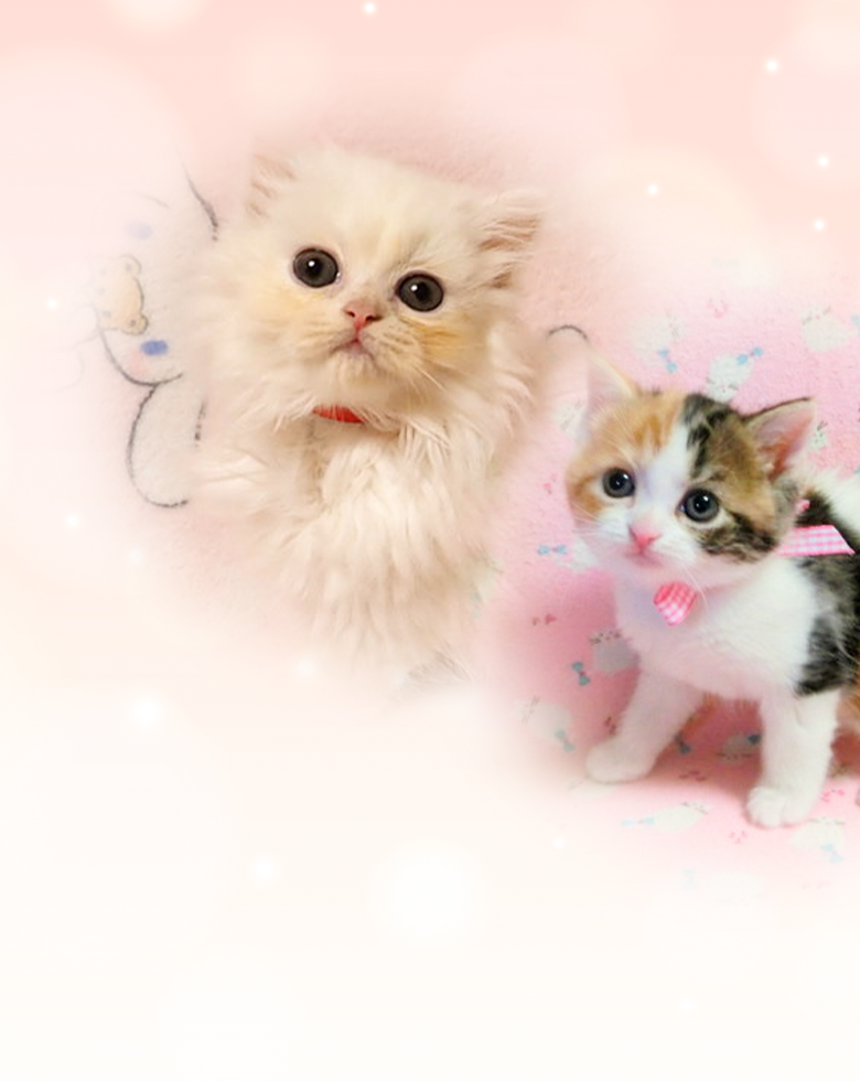 可愛らしい子猫たち