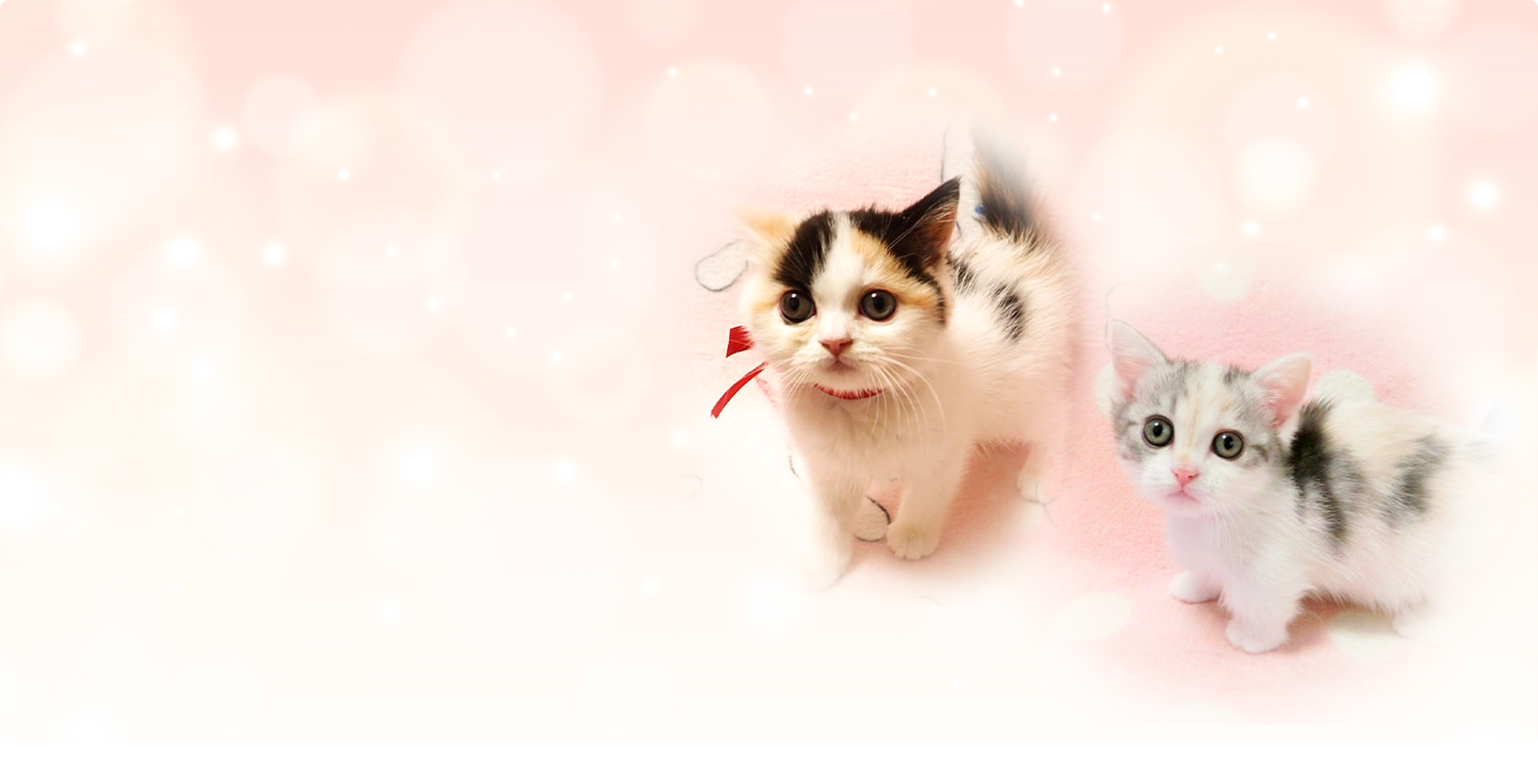 可愛らしい子猫たち