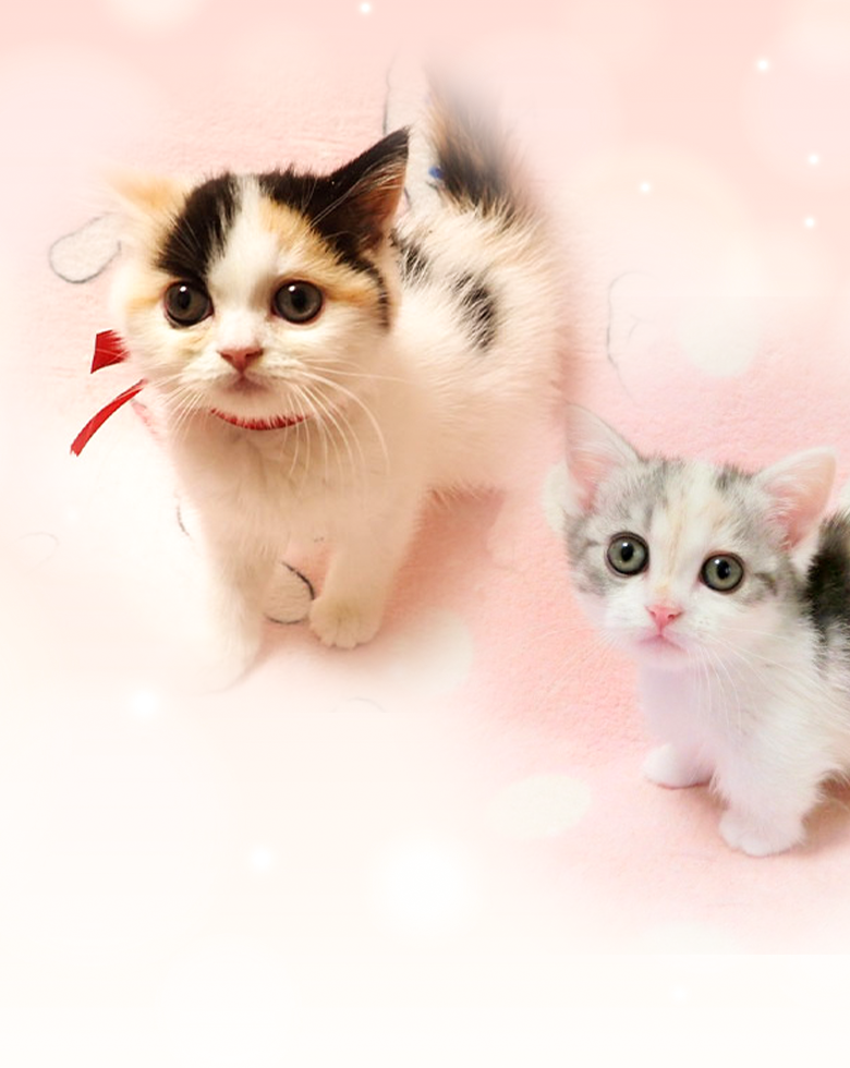 可愛らしい子猫たち