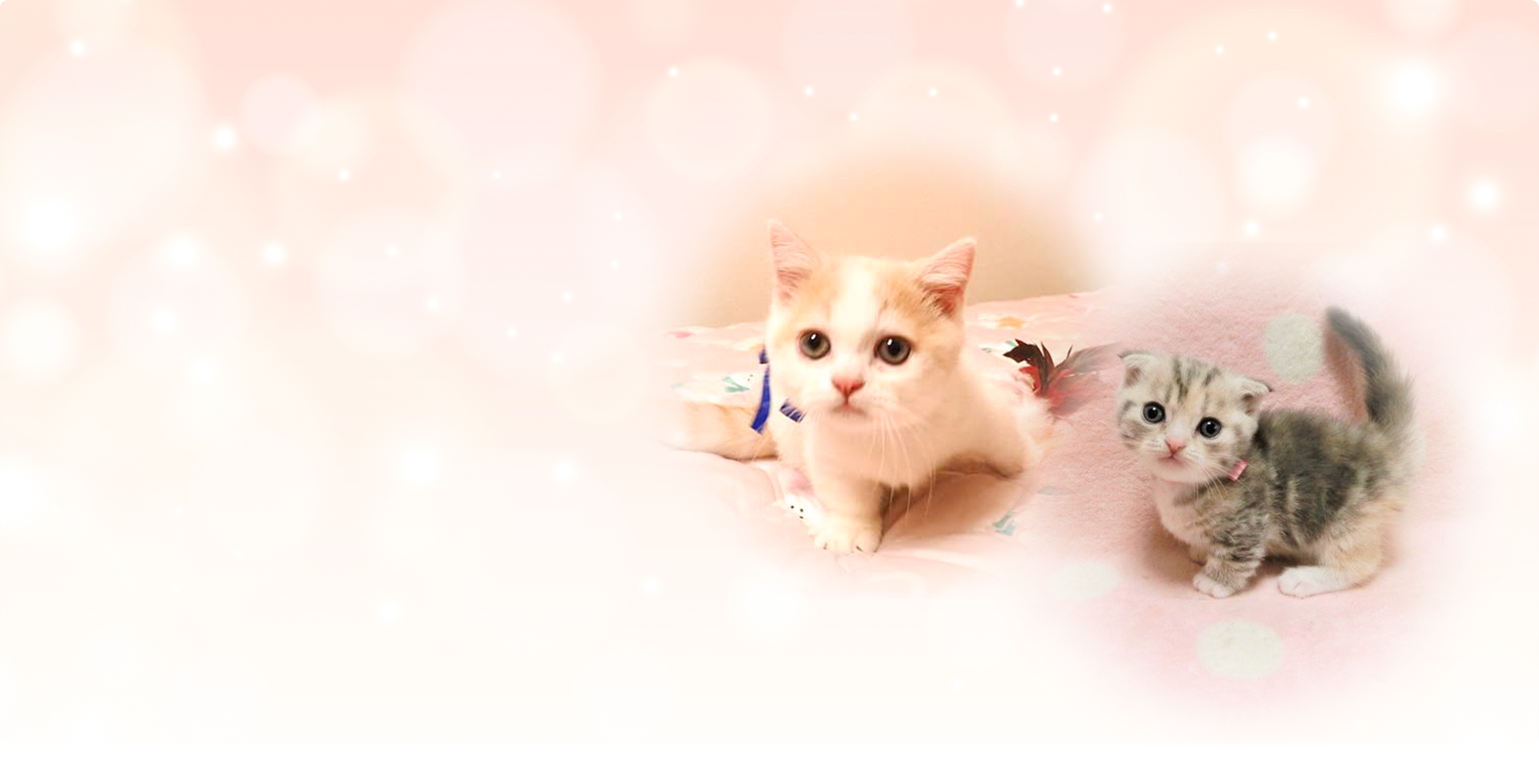 可愛らしい子猫たち