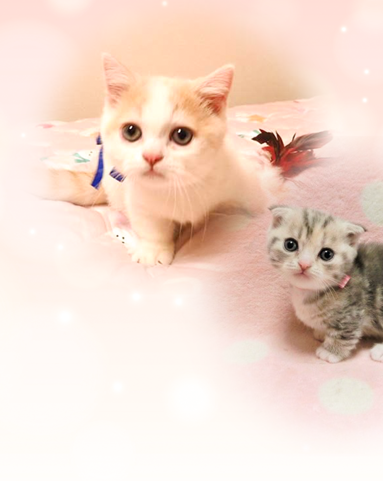 可愛らしい子猫たち