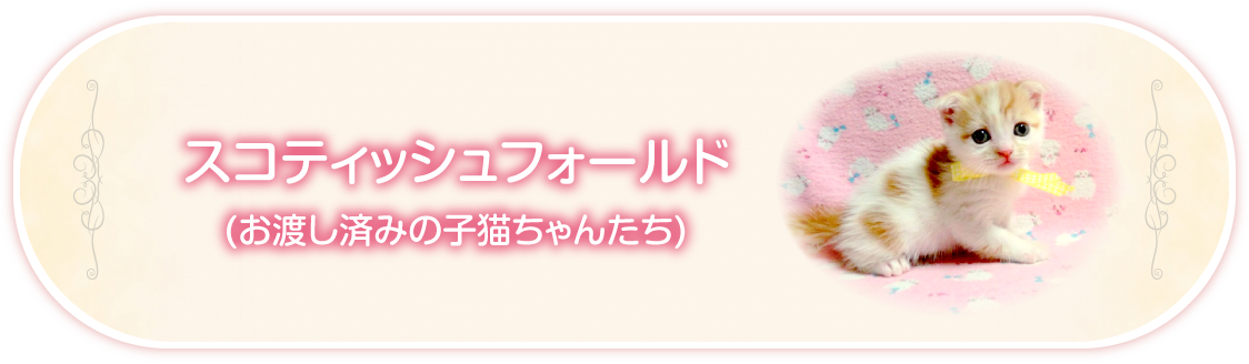 スコティッシュフォールド