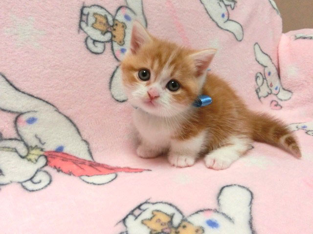 マンチカン