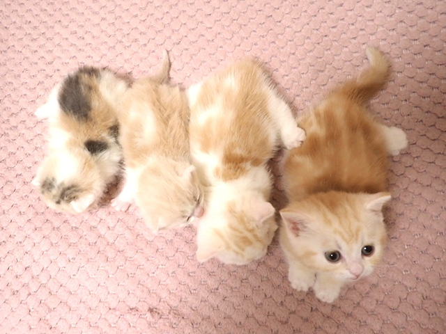 4匹の短足子猫ちゃんたち