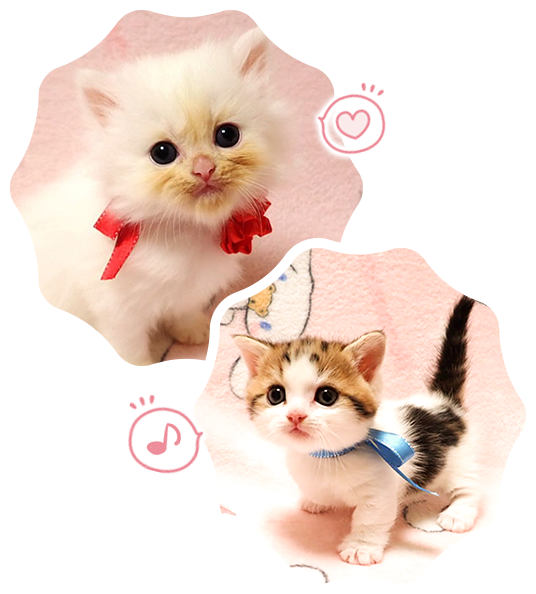 愛情いっぱいに育った 子猫たちが待っています