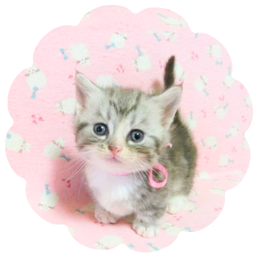 マンチカンについて