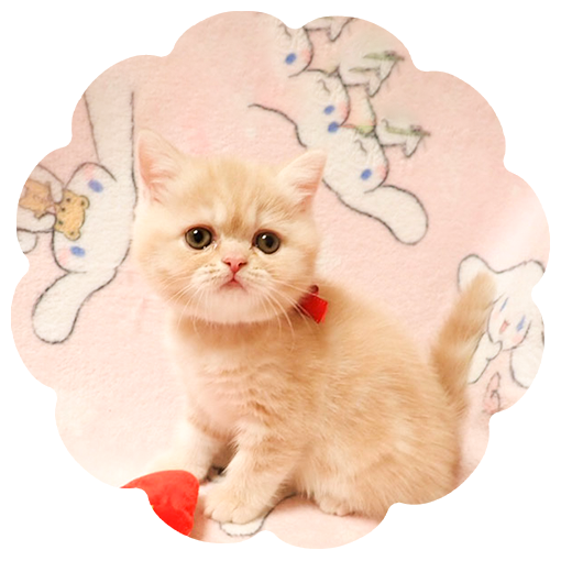 ミヌエットについて