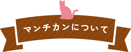 マンチカンについて